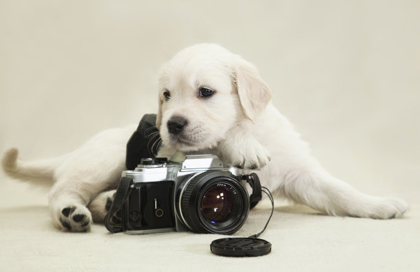 小金毛猎犬躺在相机旁边图片下载