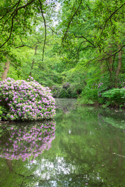 穿过Tiergarten公园图片下载