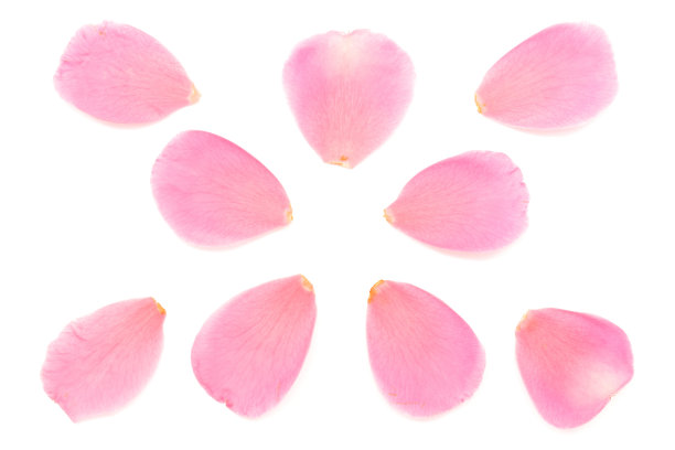 嫩枝粉红色花瓣抽象或天然植物和白色背景图片下载