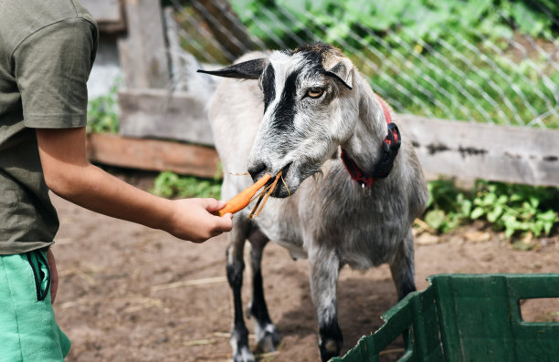 可爱的小男孩和动物们在农场度过了一天图片下载