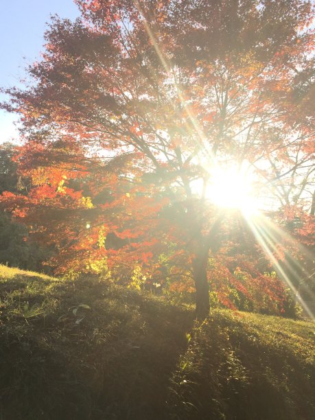 闪亮的秋叶图片下载