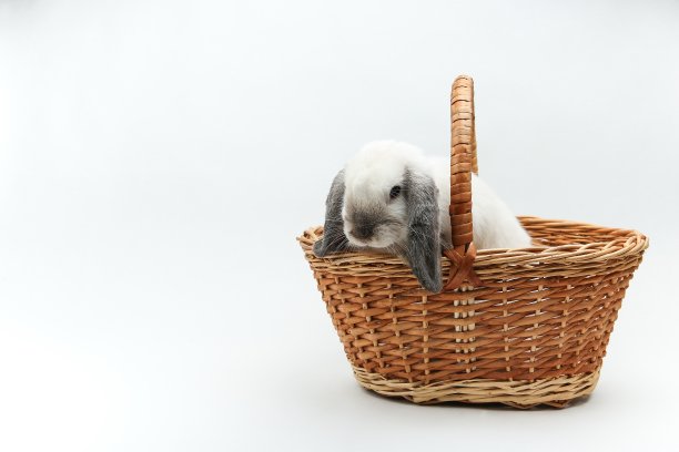 柳条篮子里的垂耳小兔子，白色背景图片下载