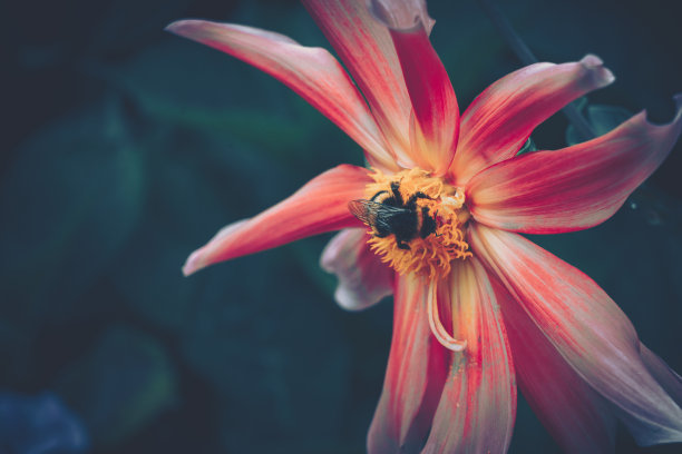 蜜蜂为粉红色的花授粉;复古风格图片下载