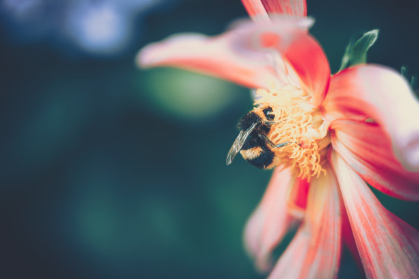 蜜蜂为粉红色的花授粉;复古风格图片下载