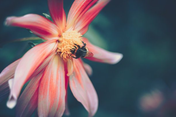 蜜蜂为粉红色的花授粉;复古风格图片下载