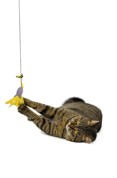 在白色背景上孤立的棕色眼睛的猫的肖像图片下载