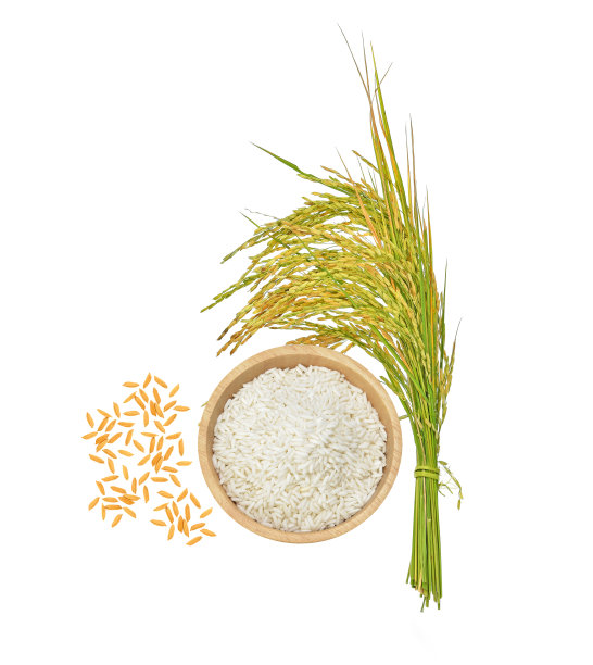 白底上孤立的稻粒俯视图图片下载