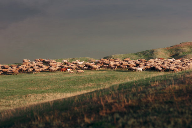 日落时分，一群羊在美丽的田园诗般的景色中图片下载