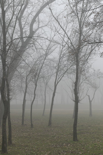 神秘的雾林在冬天图片下载