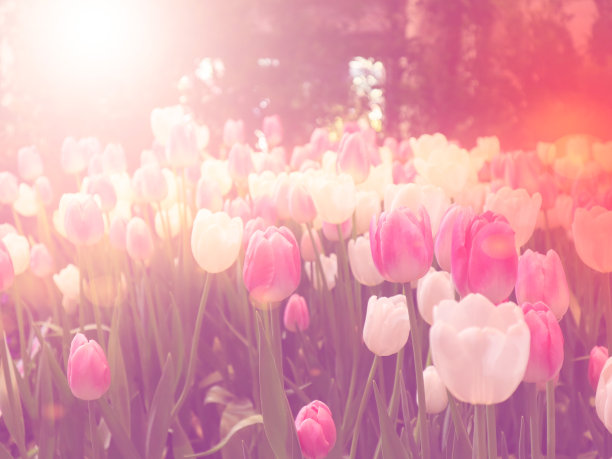 粉红色和白色的郁金香花，粉色柔和的色调，带有淡淡的散景效果图片下载