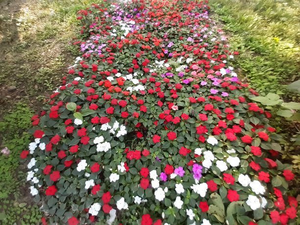 公园内涂色花。图片下载