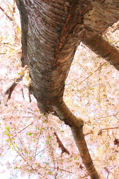 樱花，鲜花，节日，济州岛，春天，樱花树，旅游，观光，樱花，图片下载