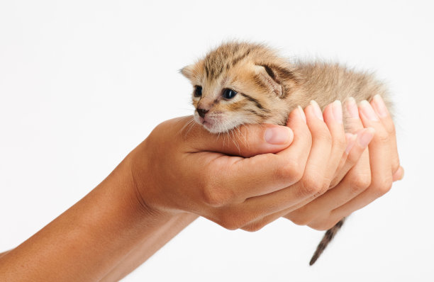 人手掌上的小猫幼崽图片下载