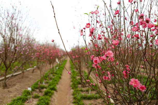 桃花盛开在Nhat Tan花园，是越南春节最受欢迎的花之一。图片下载