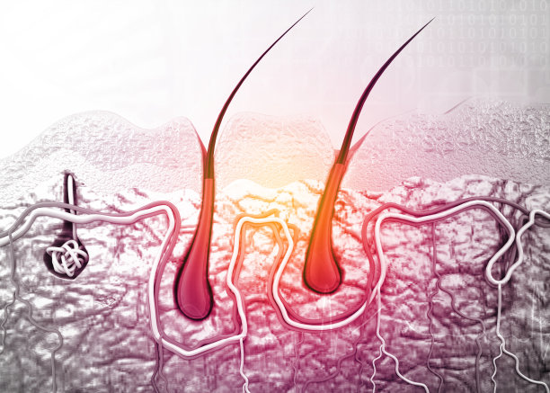 人体皮肤和头发的解剖图片下载