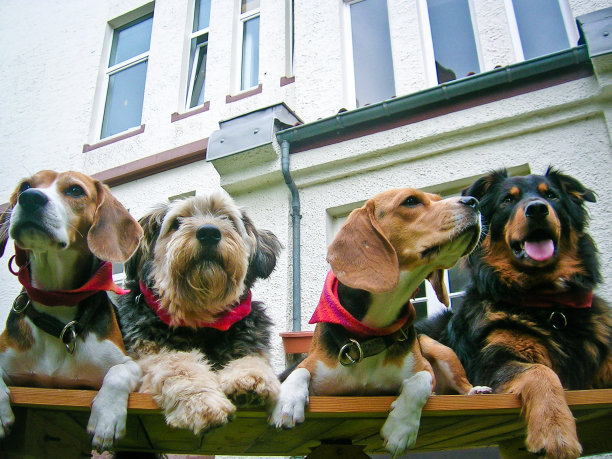 四只不同的温和的狗，坐在一起，看起来很可爱图片下载