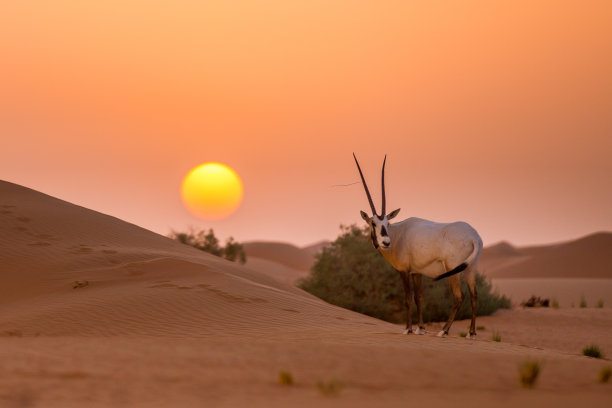 日落与羚羊图片下载