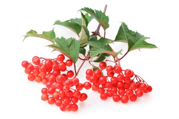 红色荚蒾浆果孤立在白色背景图片下载
