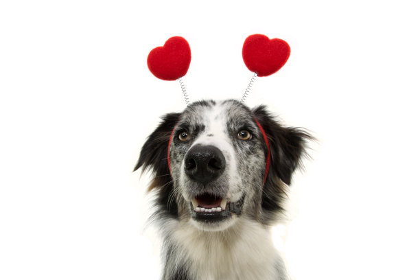 狗狗喜欢戴着红心形状的冠冕来庆祝情人节。孤立在白色背景上。图片下载