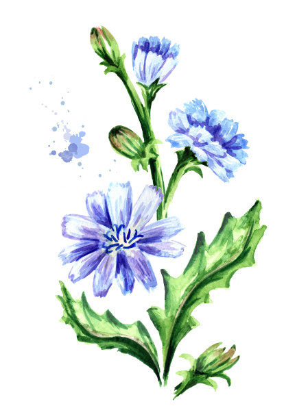 菊苣，普通或普通或菊苣的花。水彩手绘插图，孤立的白色背景图片下载