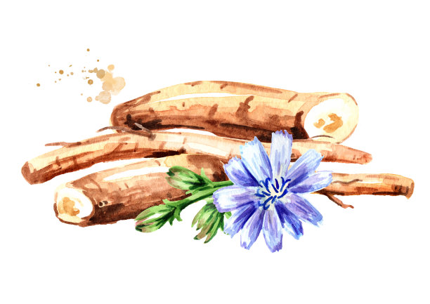 菊苣和菊苣花的干根。水彩手绘插图，孤立的白色背景图片下载
