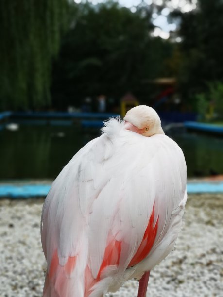 聪明的鸟——火烈鸟看着我图片下载