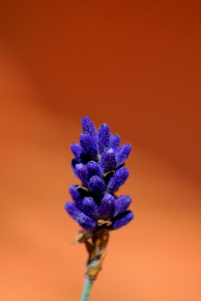 花近距离图片下载