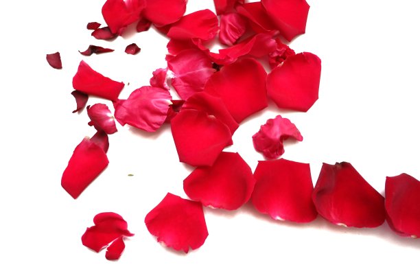 在选择焦点甜红玫瑰花冠在白色孤立的背景图片下载