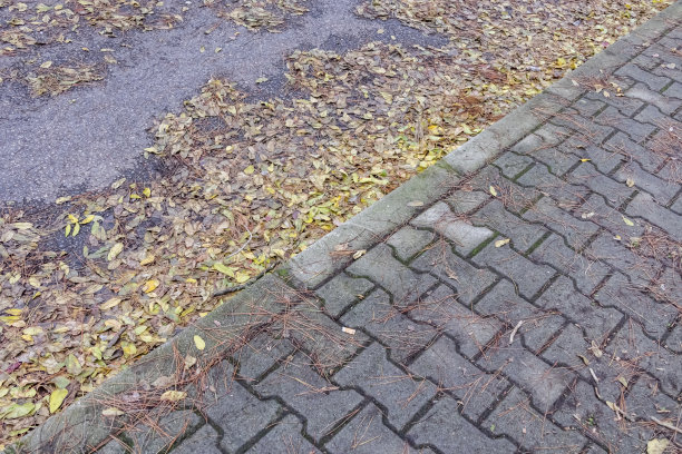 秋天的落叶在大自然的地板上图片下载