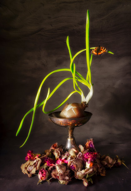 洋葱和蝴蝶的静物图片下载