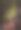 洋葱和蝴蝶的静物图片下载