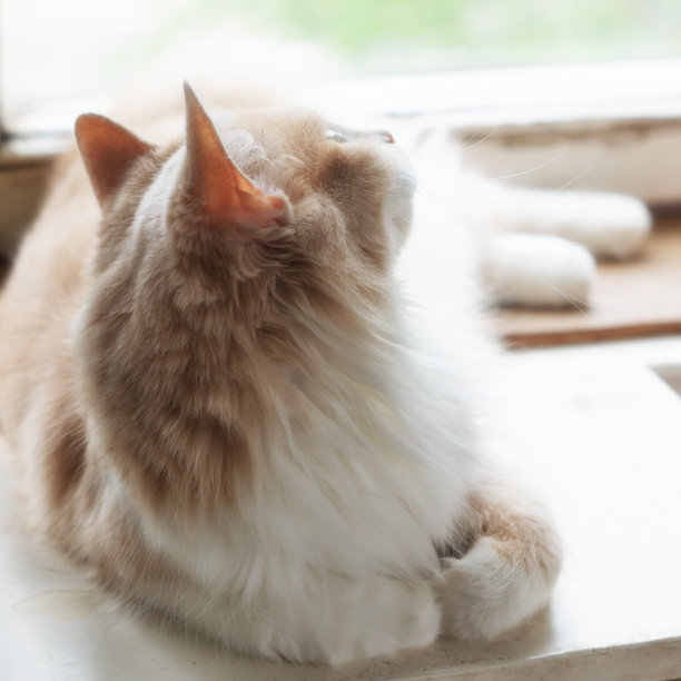 米黄色毛茸茸的家猫躺在窗边图片下载