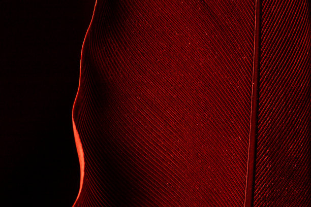 金刚鹦鹉黄色和红色羽毛的微距照片，金刚鹦鹉羽毛(栗色)图片下载