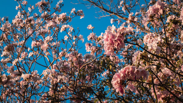 粉红色的花盛开在春天的树上。美丽的樱花在春天的时间在蓝色的天空图片下载