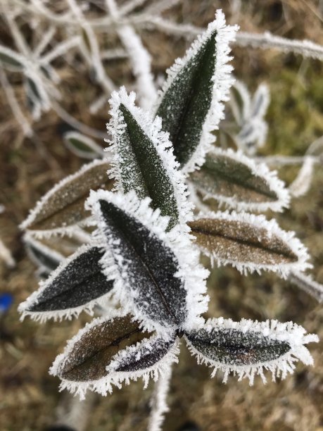 冰冻的叶子图片下载
