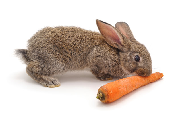 兔子和胡萝卜。图片下载