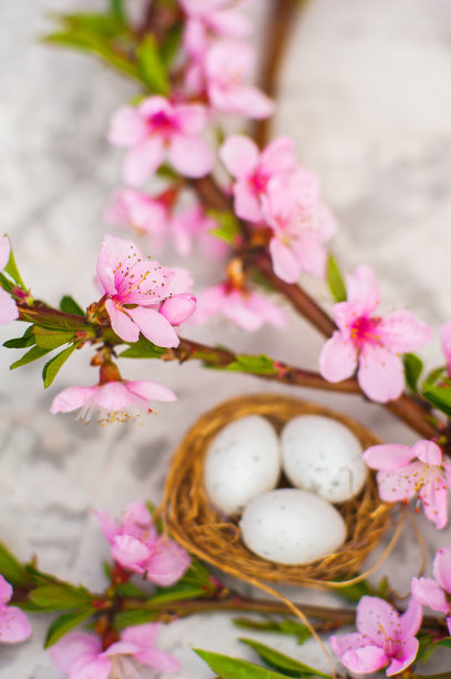 春天的概念照片与花。平躺开花树，复活节彩蛋。这棵树开粉红色的花，在巢和复制空间里产卵。图片下载