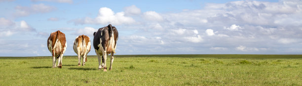 奶牛走开了，从后面看，地平线上是一片柔和的蓝天图片下载