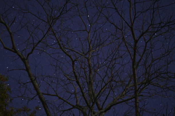 长时间曝光树图片下载