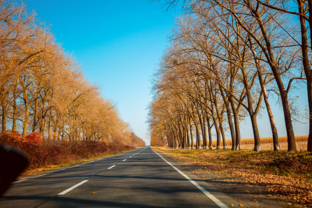高速公路在一个秋高气爽的日子。自然景观。树沿着路生长图片下载