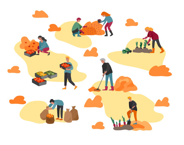 人们收集庄稼或季节性收获，收集成熟的蔬菜，采摘水果和浆果，摘掉叶子。男人，女人在农场工作。秋天的农业工人。卡通向量图片下载