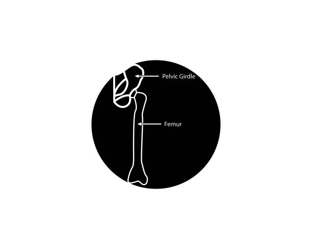 人体骨骼图标和符号矢量插图图片下载