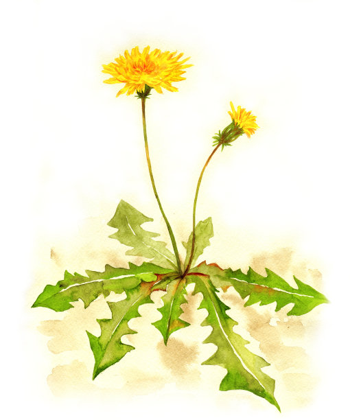 蒲公英的花素材图片