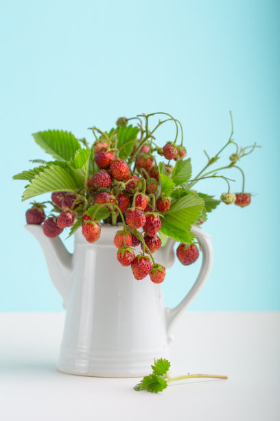 蓝色背景的野草莓叶子束。草莓植物&夏日绿叶。熟透的野果在碗里。野生草莓被称为Fragaria vesca桌上。野草莓的小枝图片下载