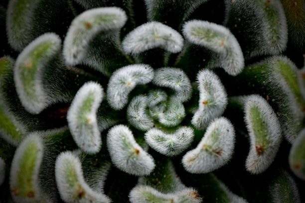 模糊多汁图片下载