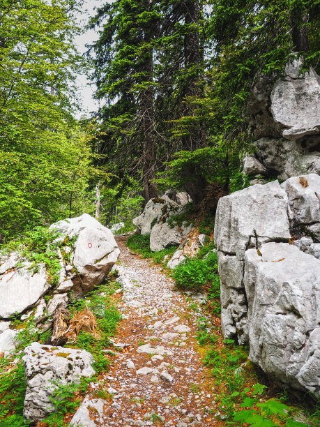 幽深的森林小路图片下载