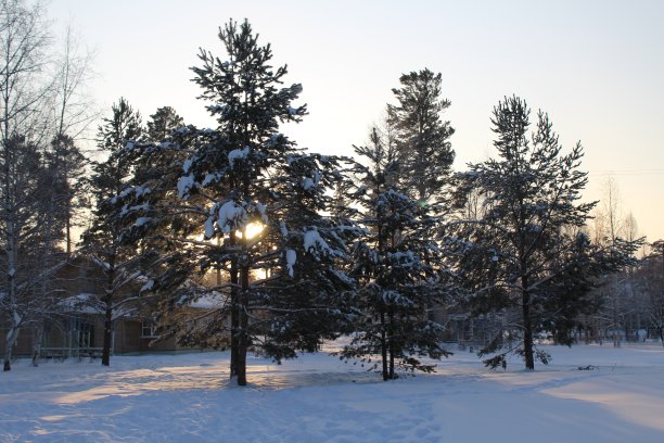 冬雪以森林和阳光自然为冬季背景图片下载
