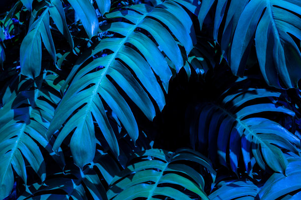 绿色怪物叶背景，热带叶，抽象的绿色叶纹理图片下载