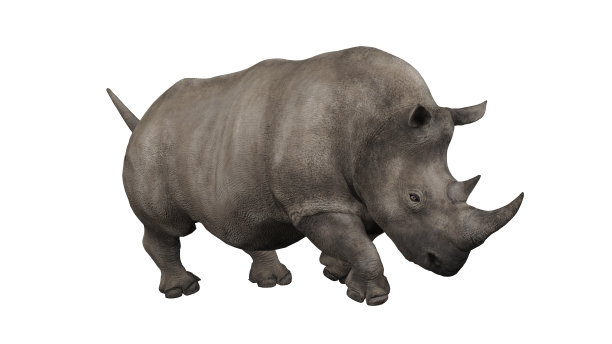 头向下愤怒的犀牛视图从对角角度隔离干净的剪切3d渲染图片下载