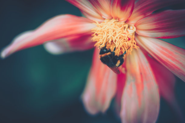 蜜蜂为粉红色的花授粉;复古风格图片下载